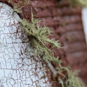 Usnea sp. (genus) at Campbell, ACT - 22 Aug 2024