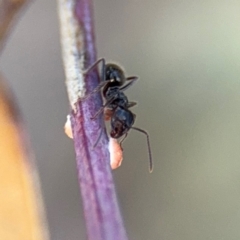 Coccidae sp. (family) (Unidentified coccid scale insect) at Campbell, ACT - 22 Aug 2024 by Hejor1