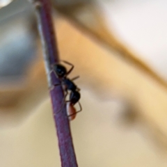 Coccidae sp. (family) at Campbell, ACT - 22 Aug 2024 04:49 PM