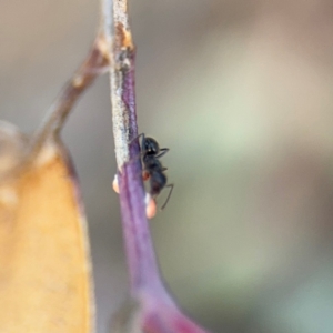 Formicidae (family) at Campbell, ACT - 22 Aug 2024