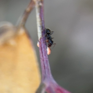 Formicidae (family) at Campbell, ACT - 22 Aug 2024