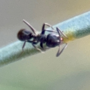 Anonychomyrma sp. (genus) at Campbell, ACT - 22 Aug 2024