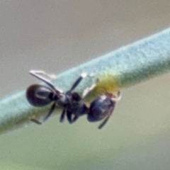 Anonychomyrma sp. (genus) at Campbell, ACT - 22 Aug 2024