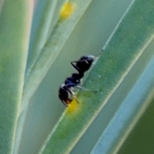 Anonychomyrma sp. (genus) at Campbell, ACT - 22 Aug 2024