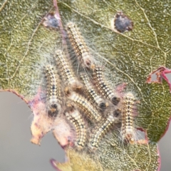 Uraba lugens (Gumleaf Skeletonizer) at Campbell, ACT - 22 Aug 2024 by Hejor1