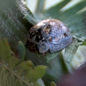 Paropsisterna m-fuscum at Campbell, ACT - 22 Aug 2024 04:39 PM