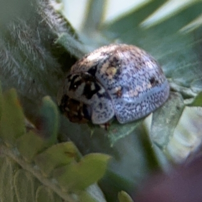 Paropsisterna m-fuscum (Eucalyptus Leaf Beetle) at Campbell, ACT - 22 Aug 2024 by Hejor1