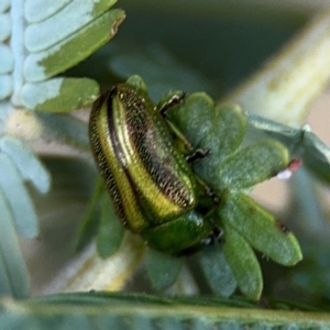 Calomela vittata at Campbell, ACT - 22 Aug 2024