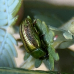 Calomela vittata at Campbell, ACT - 22 Aug 2024