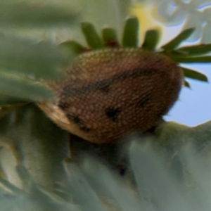 Paropsis atomaria at Campbell, ACT - 22 Aug 2024 04:31 PM