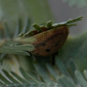 Paropsis atomaria at Campbell, ACT - 22 Aug 2024 04:31 PM