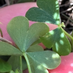 Oxalis rubens at Seventeen Seventy, QLD - 22 Aug 2024 by lbradley