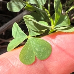 Oxalis rubens at Seventeen Seventy, QLD - 22 Aug 2024 01:36 PM