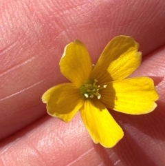 Oxalis rubens at Seventeen Seventy, QLD - 22 Aug 2024 01:36 PM