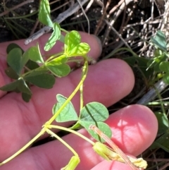 Oxalis rubens at Seventeen Seventy, QLD - 22 Aug 2024 01:36 PM