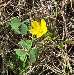 Oxalis rubens at Seventeen Seventy, QLD - 22 Aug 2024 01:36 PM