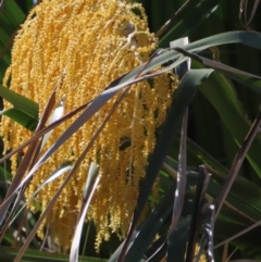 Unidentified Other Tree at Seventeen Seventy, QLD - 22 Aug 2024 by lbradley