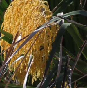 Livistona decora at Seventeen Seventy, QLD - 22 Aug 2024