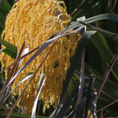 Unidentified Other Tree at Seventeen Seventy, QLD - 22 Aug 2024 by lbradley