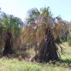 Livistona decora at Seventeen Seventy, QLD - 22 Aug 2024