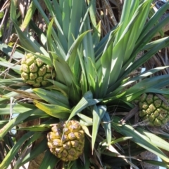 Pandanus tectorius at Seventeen Seventy, QLD - 22 Aug 2024 by lbradley