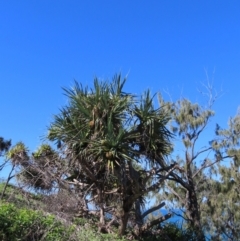 Pandanus tectorius at Seventeen Seventy, QLD - 22 Aug 2024 01:28 PM