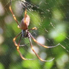 Nephila plumipes (Humped golden orb-weaver) at Seventeen Seventy, QLD - 22 Aug 2024 by lbradley