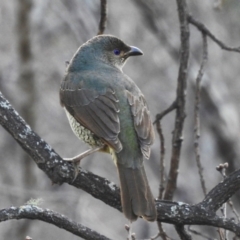 Ptilonorhynchus violaceus (Satin Bowerbird) at Uriarra Village, ACT - 22 Aug 2024 by JohnBundock