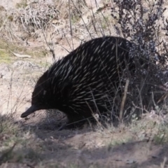 Tachyglossus aculeatus (Short-beaked Echidna) at Theodore, ACT - 21 Aug 2024 by RomanSoroka