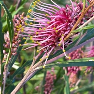 Grevillea aspleniifolia at Tianjara, NSW - 21 Aug 2024 10:55 AM