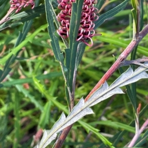 Grevillea aspleniifolia at Tianjara, NSW - 21 Aug 2024 10:55 AM