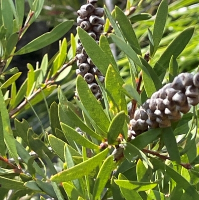 Callistemon pallidus (Lemon Bottlebrush) at Tianjara, NSW - 21 Aug 2024 by JaneR