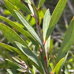 Callistemon pallidus at Tianjara, NSW - 21 Aug 2024 12:16 PM