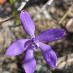 Glossodia minor (Small Wax-lip Orchid) at Tianjara, NSW - 21 Aug 2024 by JaneR