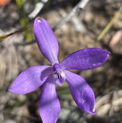 Glossodia minor (Small Wax-lip Orchid) at Tianjara, NSW - 21 Aug 2024 by JaneR