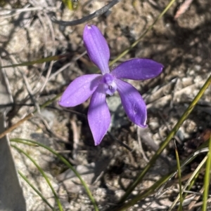 Glossodia minor at Tianjara, NSW - 21 Aug 2024