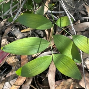 Eustrephus latifolius at Tianjara, NSW - 21 Aug 2024