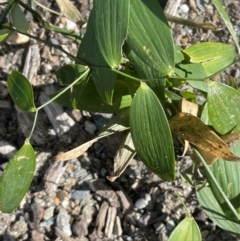 Eustrephus latifolius at Tianjara, NSW - 21 Aug 2024