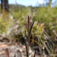 Scaevola ramosissima (Hairy Fan-flower) at Tianjara, NSW - 21 Aug 2024 by RobG1