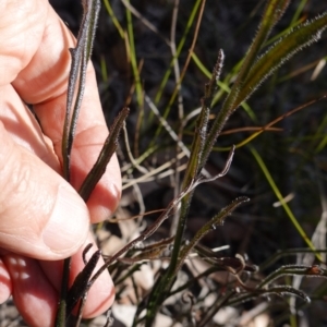 Scaevola ramosissima at Tianjara, NSW - 21 Aug 2024