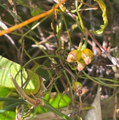 Cassytha glabella (Slender Devil's Twine) at Tianjara, NSW - 21 Aug 2024 by JaneR