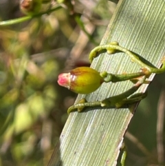 Cassytha glabella at Tianjara, NSW - 21 Aug 2024