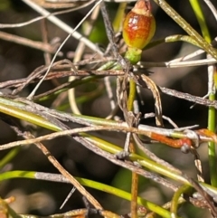 Cassytha glabella at Tianjara, NSW - 21 Aug 2024