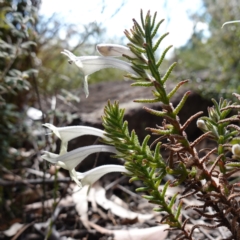 Chloanthes stoechadis at Tianjara, NSW - 21 Aug 2024 by RobG1