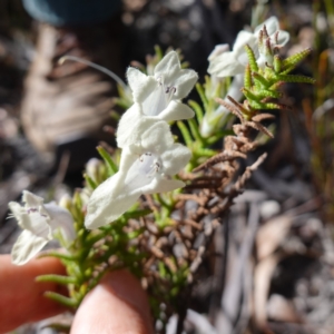 Chloanthes stoechadis at Tianjara, NSW - 21 Aug 2024