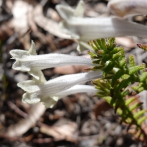 Chloanthes stoechadis at Tianjara, NSW - 21 Aug 2024