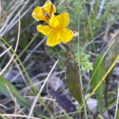 Goodenia bellidifolia at Tianjara, NSW - 21 Aug 2024 by JaneR