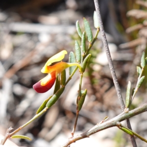 Bossiaea heterophylla at Tianjara, NSW - 21 Aug 2024