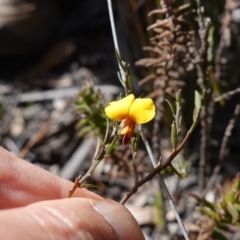 Bossiaea heterophylla at Tianjara, NSW - 21 Aug 2024 11:41 AM