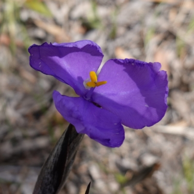 Patersonia sericea var. sericea (Silky Purple-flag) at Tianjara, NSW - 21 Aug 2024 by RobG1